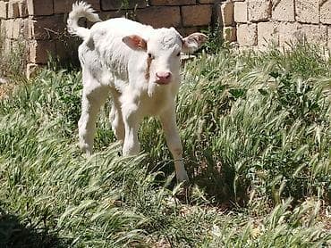Salam, simmental buzovlardi. 2 dişi bir erkek buzovlardi. Qiymeti 1050 — 4