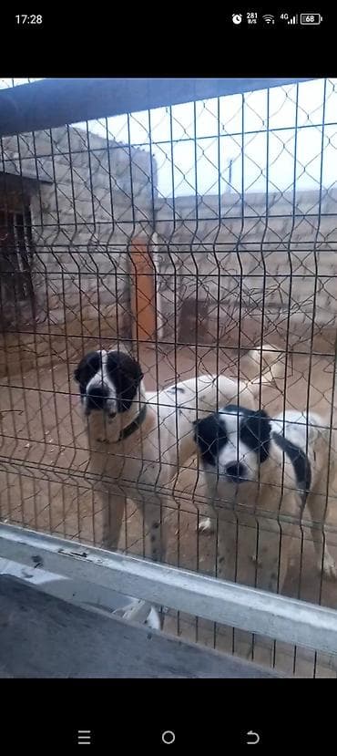 xasqi itləri: Türkmen alabay erkek1,5 yaş dişi 7 aylıq ideal xarabalıqları var — 1