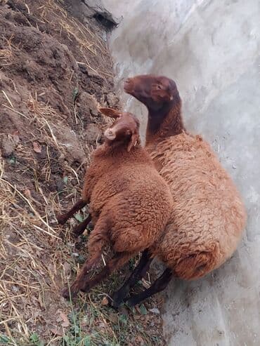 qoyun qoc: Qoyun və Quzu – yerli ətlik-südlük istiqamətli - Rəng: tünd — 2