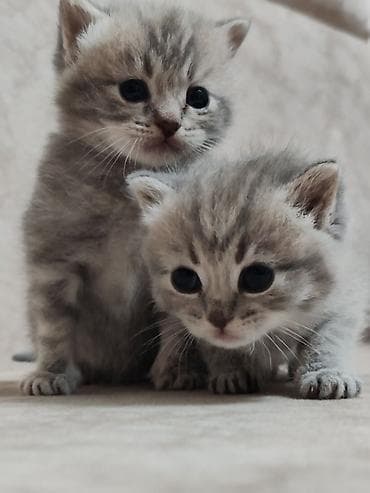 pişik lalafo: Şotland, Yaxşı əllərə — 3