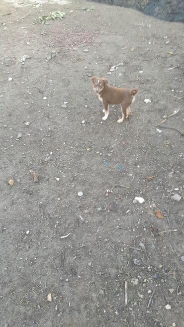 golden retriever balası satılır: 6 ay, Erkek, Ünvandan götürmə — 1