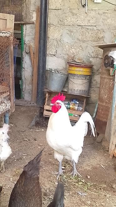 cins xoruz: Ağ rəngli xoruz aftralop arginal basi çixan ayaqlarından bilir.2 — 3