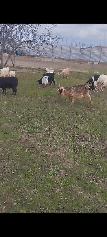 Mal-qara: Keçilər 🐐satılır təcili 25 baş ekiz keçilər di Heç bir problemləri — 2