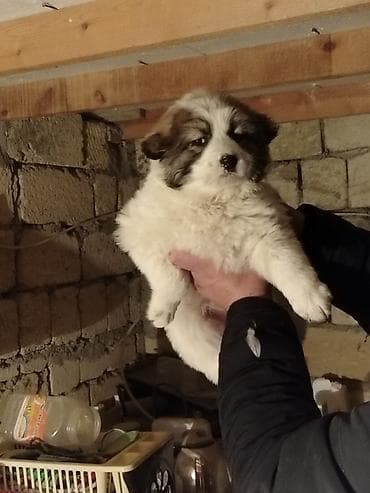 Quşlar: Qurdbasar, 1 ay — 1