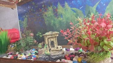 Akvaryum dəsti - Şüşə akvaryum, taxta çərçivə ilə - Daxili fon