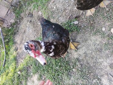 Inəklər, öküzlər: Erkək, | Lal ördək, Damazlıq — 4