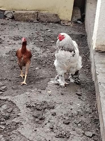 at şəkilləri: Toyuq, Brama, Damazlıq — 4