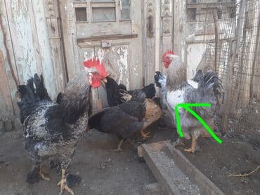 brama cücə: Toyuq, Brama, Damazlıq, Ünvandan götürmə — 7