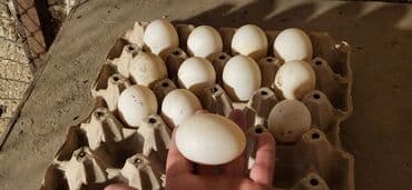 ordey satisi: Dişi, Damazlıq, Ünvandan götürmə — 7