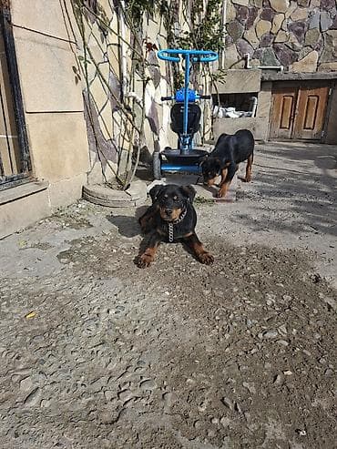 heyvan bazarı: Rotveyler — 4