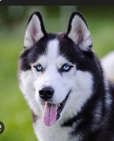 Subaru: Mini : 1.4 л | 2006 г. 285000 км Минивэн — 10