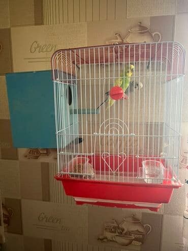 Dalğalı tutuquşu üçün qəfəs dəsti - Material: metal barmaqlıqlar