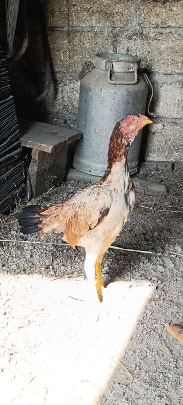 yerli inekler: Петух, лет: <1 — 4