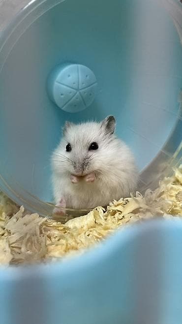 Ağ hamster