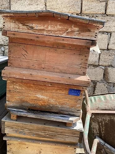 qara mal: 🐝 TƏMİZ BOZ QAFQAZ ARILARI SATILIR 🍯 Arıçılıqla məşğul olanlar üçün — 3