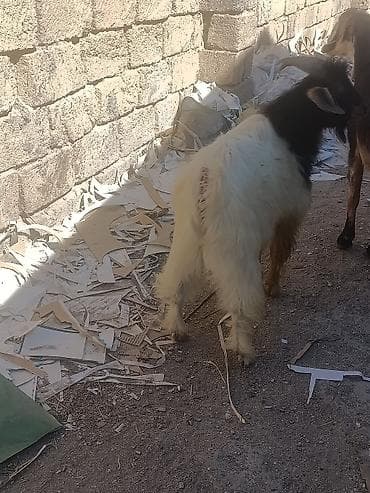 damaz: Dir çəki 
24 k
Qiyməti razılaşmaq olar 
Damazlıq üçündə əladı — 2