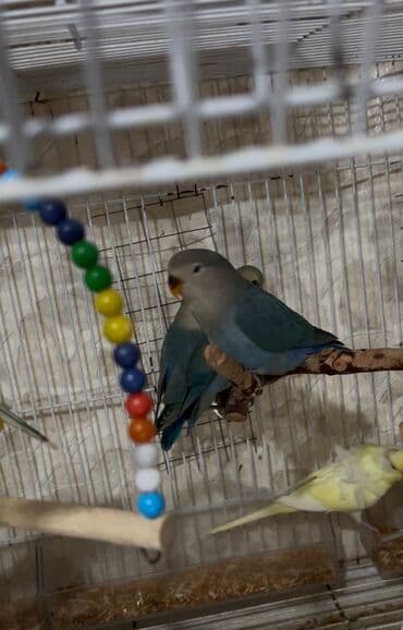 jako tutuquşusunun digər adı: Yeme təzə düşmüş niraznlcik balalar — 3