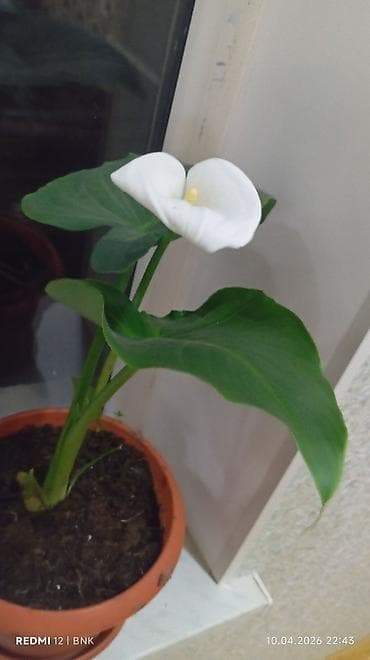 Ağ çiçəkli Zantedeschia (Kala zambağı) – saksı bitkisi - Növ