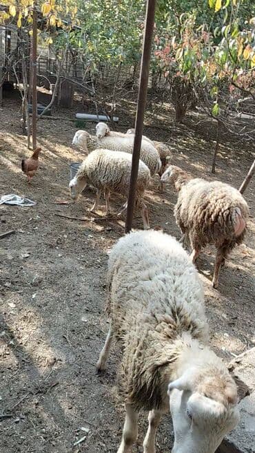 quzu satan: Məhsul:Quzular Təsvir: - Şəkillərdə gördüyünüz kimi 9baş tam sağlam — 3