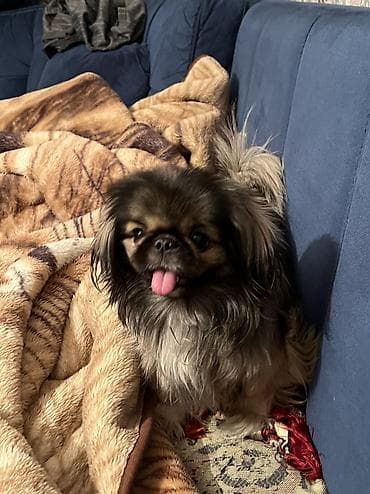 it sahiplenmek: Pekines, 2 il, Dişi, Cütləşmə üçün — 5