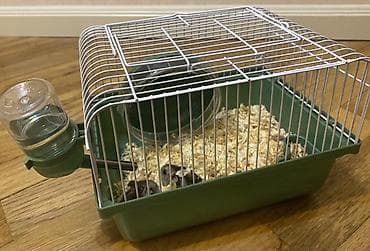 Грызуны: 🐹 Hamsterlər(cunqarik) + qəfəs (tam dəst) – ƏLAVƏ HƏDİYYƏLƏR 🐹 2 ədəd — 3