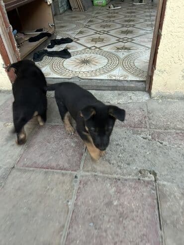 отдам в добрые руки щенка баку 2019: 1 ay, Dişi, Ünvandan götürmə, Ödənişli çatdırılma — 2