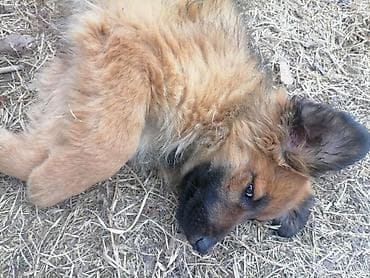 coban iti sekilleri: Alman çoban iti, 3 ay, Dişi — 2