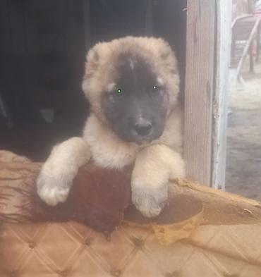 itler ucun bit dermani: Qurdbasar, Erkek, Peyvəndli — 2