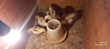 qara toyuq: Toyuq cücələri, Damazlıq — 6