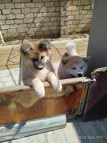 Akita-inu, 3 ay, Dişi, Peyvəndli
