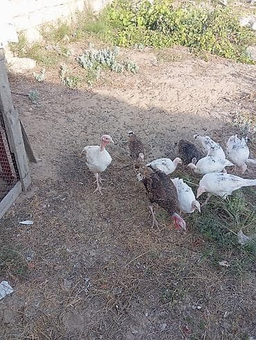 kend çolpası: Dişi, Amerika, Damazlıq, Ödənişli çatdırılma — 3