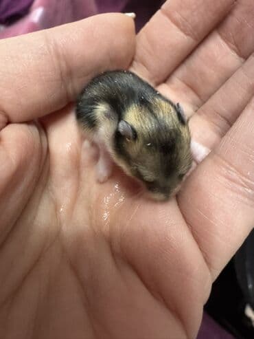 Boşqablar: Robo-dwarf hamster balaları - Növ: Robo (Roborovski) cırtdan hamster — 5