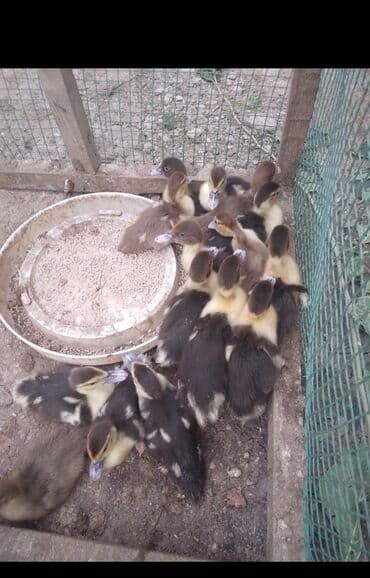 zumrud ordək: Məhsul: Musku ördək balaları Yaşı təxminən bir neçə həftəlikdi aktiv — 1