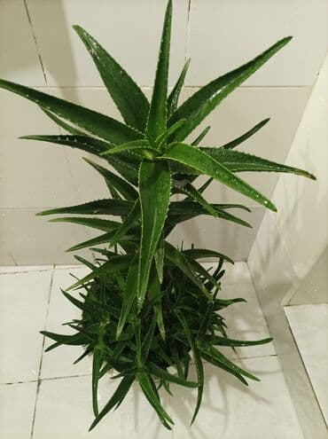 эпимедиумная паста чиро табобат мекунад: Aloe gülü.mualicevi — 9