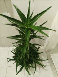 Уличные растения: Aloe vera — 11