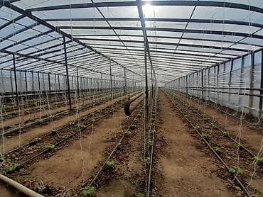 gence ucuz evler: 26 sot, Kənd təsərrüfatı, Mülkiyyətçi, Kupça (Çıxarış) — 8