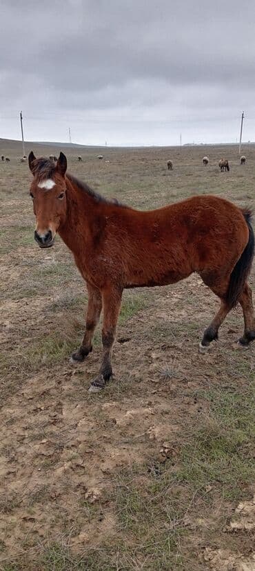 Satılık at balası - Cins: yerli tip poni/at balası - Rəng