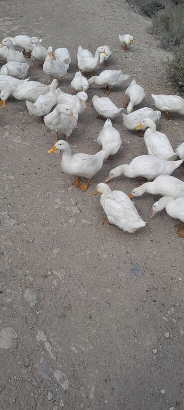 ördək balası və cücə: Ağ ördəklər sürüsü - Rəng: tam ağ lələkli, narıncı gaga və pəncələr - — 1