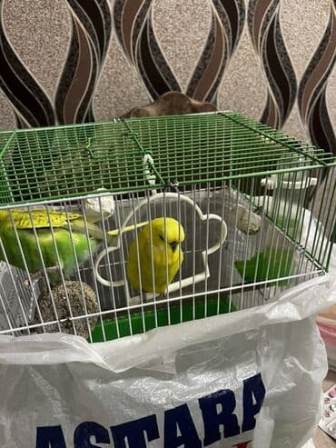 Gəmiricilər: Salam Muhabet qoşdur bir dişi bir Erkekdir qefes yem qabı su qabı — 7