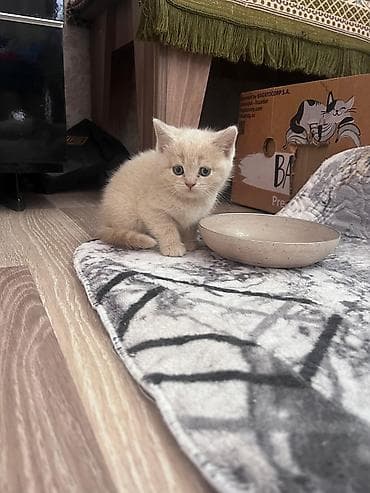Balaca krem rəngli pişik balası - Yumşaq, qısa tüklü, krem-bej rəng