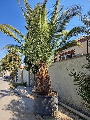 kalanxoe bitkisi: Xurma xurması (Phoenix canariensis) – iri ölçülü, dekorativ palma - — 1