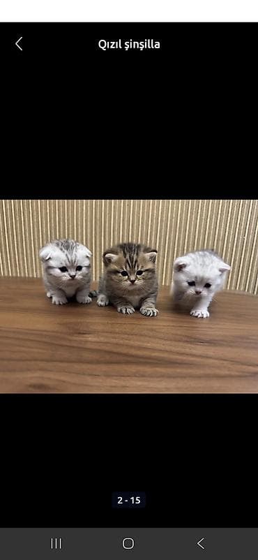 Ağ balaca pişik balası – mavi gözlü, tükləri yumşaq və sıx. Üzündə və