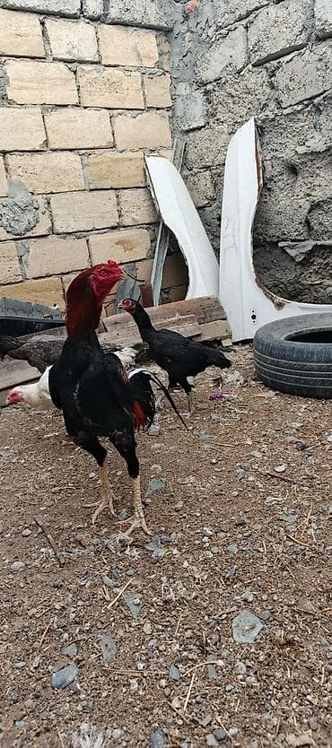 bakida it bazari: Heyrati xoruz fereler satilir hamisi. satilir .fereler 35 manatda — 6