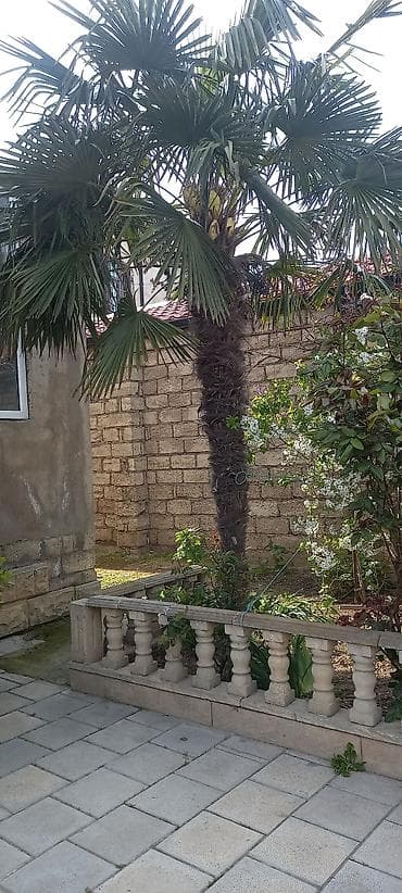 Dekorativ xurma palması – Trachycarpus (fan palm) - Növ: Dekorativ