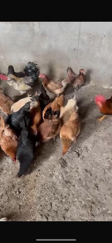 Другие с/х животные: Qarışıq yerli toyuq 14 ədəd toyuğ 4 ədəd xoruzdu hamsıda super — 1