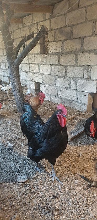 yemler: Orjinal uzunquyruq avstralop cücə və yumurtası — 5