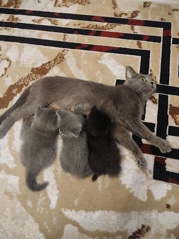 it tuklu: Boğazlı dişi pişik balaları ilə birlikdə. Xüsusiyyətlər: - Ana pişik — 1