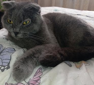 pişikler: Şotland, Dişi, Yaxşı əllərə, Ünvandan götürmə — 1