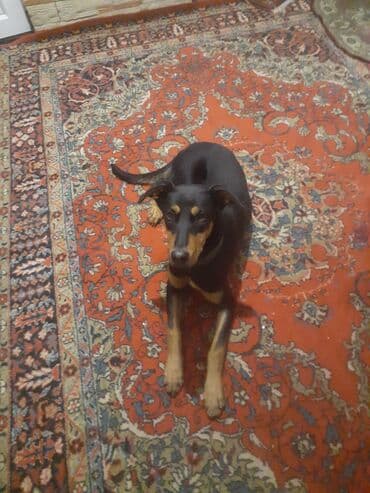 померанский шпиц цена в баку: 5 ay, Dişi, Peyvəndli — 1