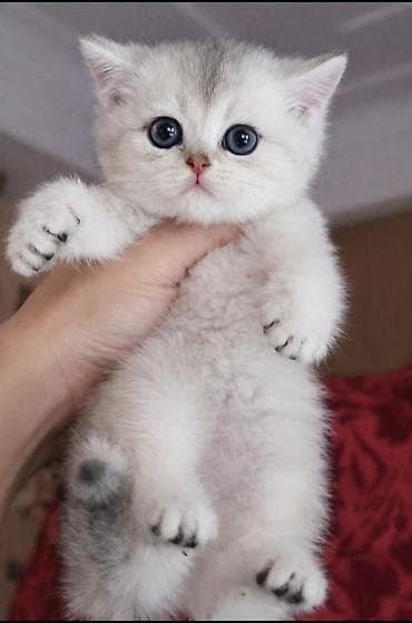 pişik sortları: Şinşilla — 2